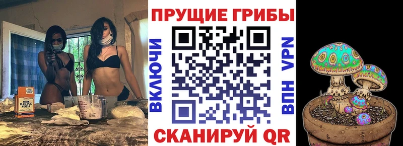 Псилоцибиновые грибы Psilocybe  закладки  Большой Камень 